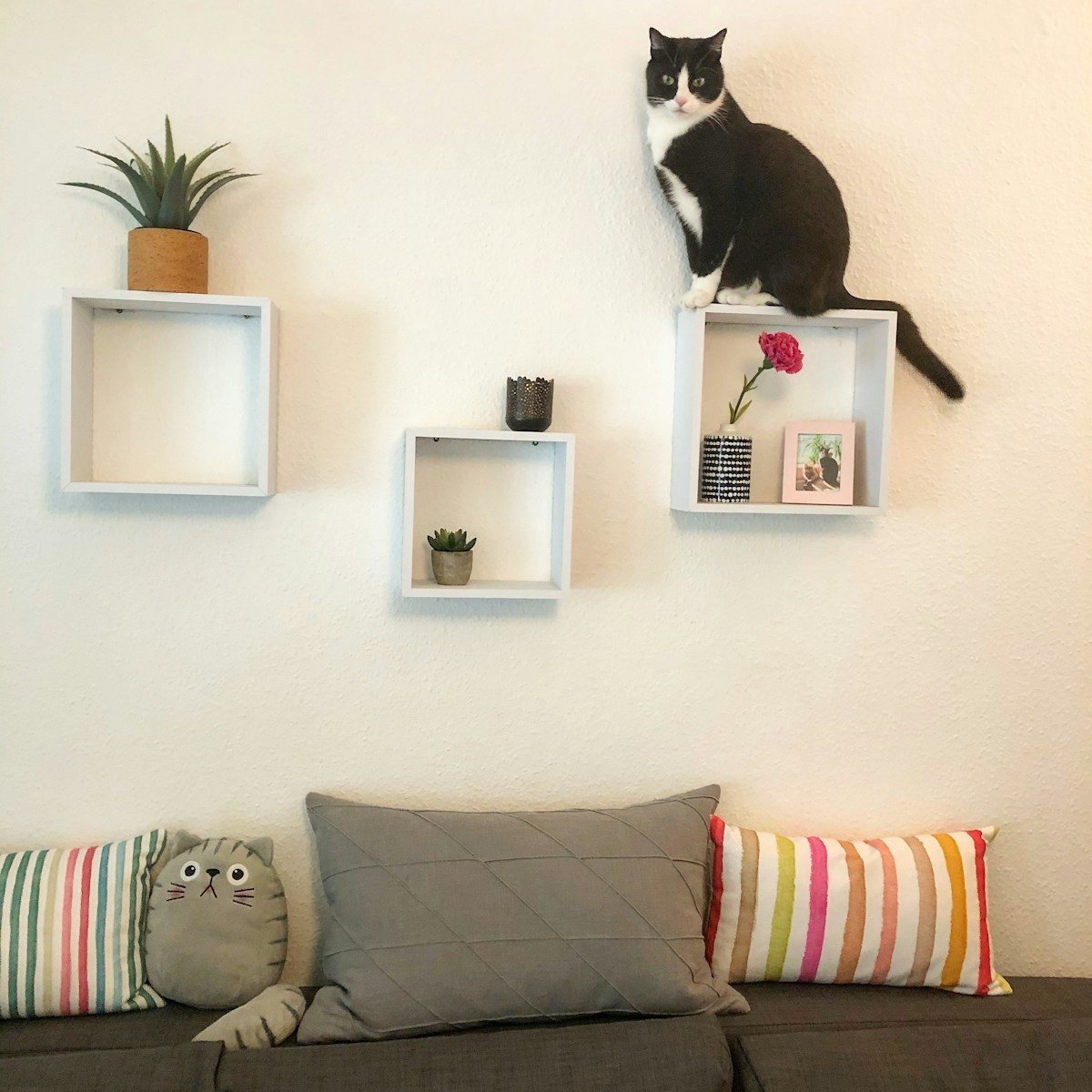 Photo by Melanie Andersen tuxedo cat on white wall mounted shelf