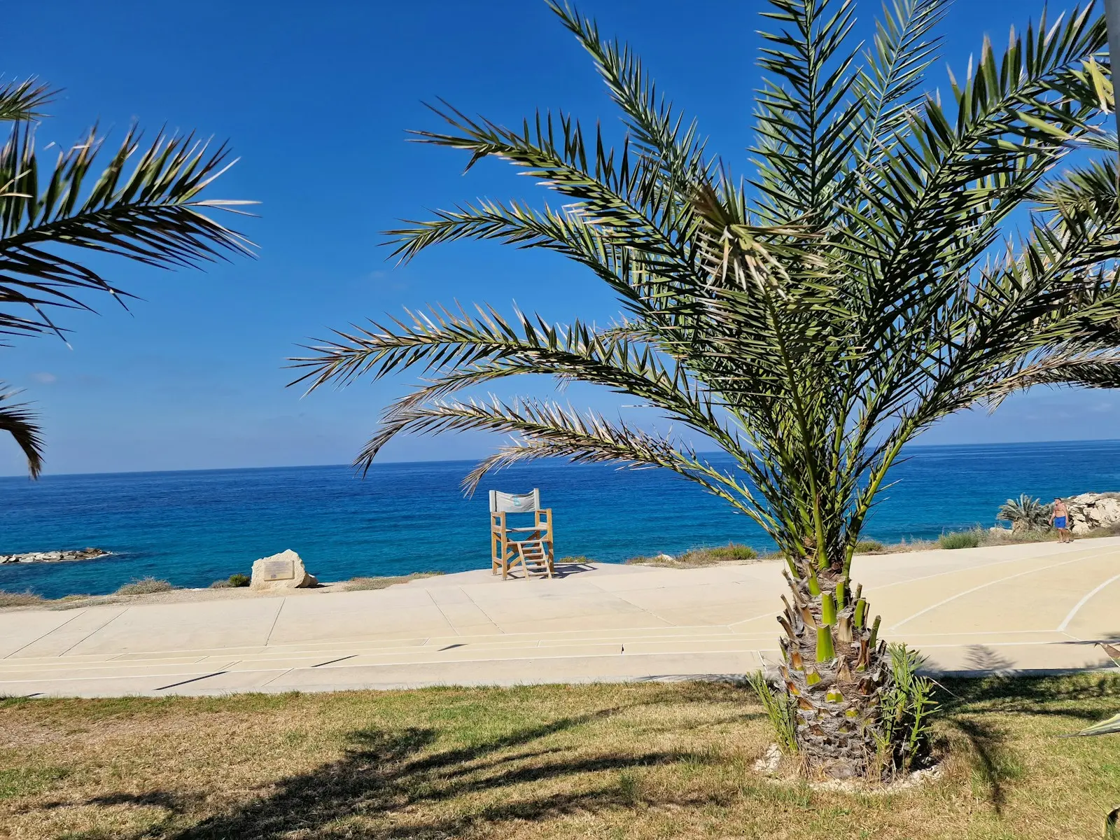 A palm tree sitting on top of a lush green field