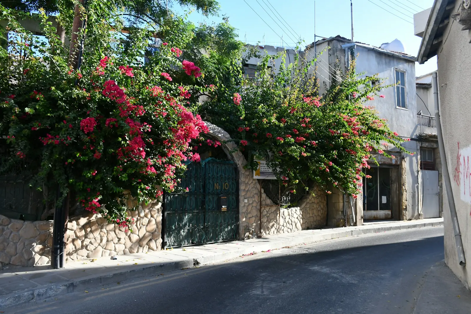 Pink bougainvillea flowers bloom over a stone wall and gate.