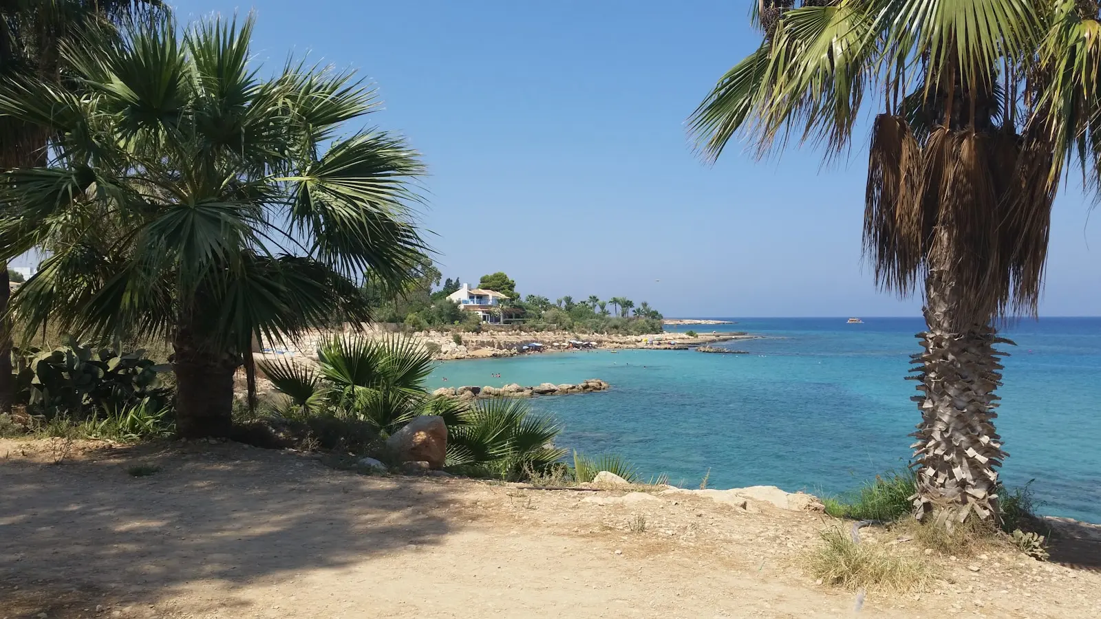 a beach with palm trees and a body of water